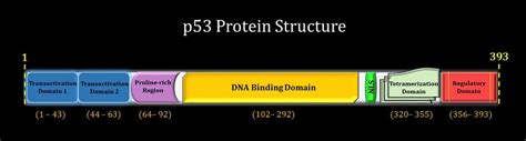 TP53 Gene and Protein: What It Is And Its Role In The Body — MyBioHack ...