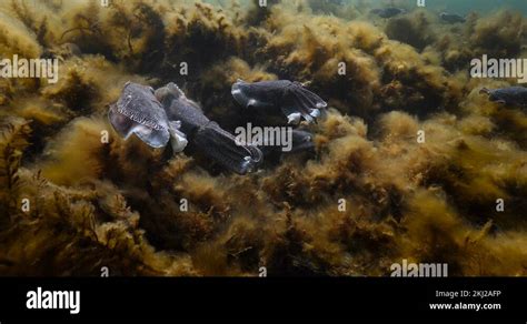 Australian Giant Cuttlefish Aggregation Sepia Apama Underwater In