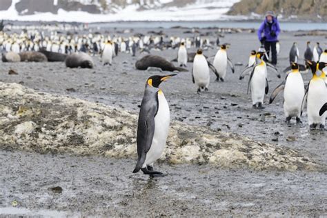 Premium Photo | King penguins on south georgia island