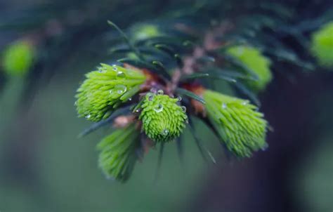 Wallpaper spring spruce twig for mobile and desktop section природа