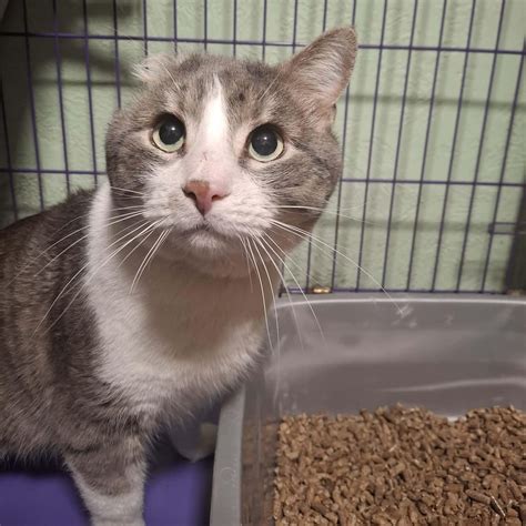 Clarion County Adoptable Pet of the Day: Lucky Sunday - exploreClarion