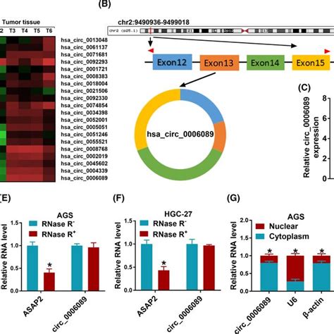 The Expression Of Circ In Gastric Cancer Gc Tissues And