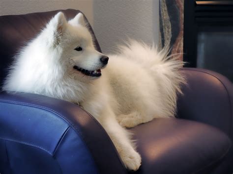 Grooming - Samoyed Club of America