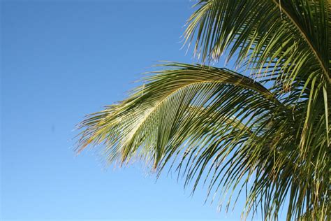 Free Images Nature Structure Palm Tree Leaf Green Close Up