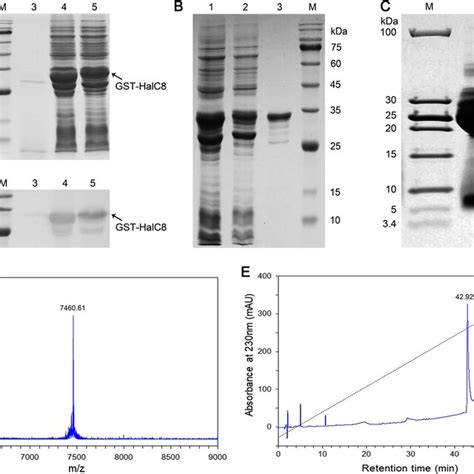 Expression Purification And Characterization Of Recombinant HalC8 A