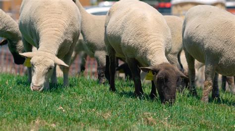 Surprising Benefits Of Using Sheep As Lawn Mowers Uc Davis