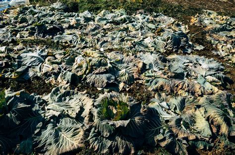 Cabbage on Field · Free Stock Photo