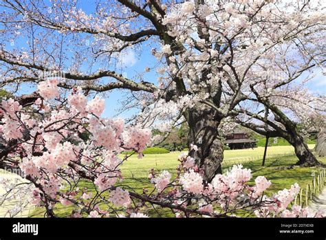 Japanese Hanami Festival People Enjoy Sakura Blossom Cherry