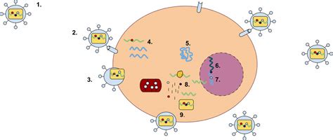 Endogenous Retroviruses: Key to Mammalian Brain Development? | Answers in Genesis