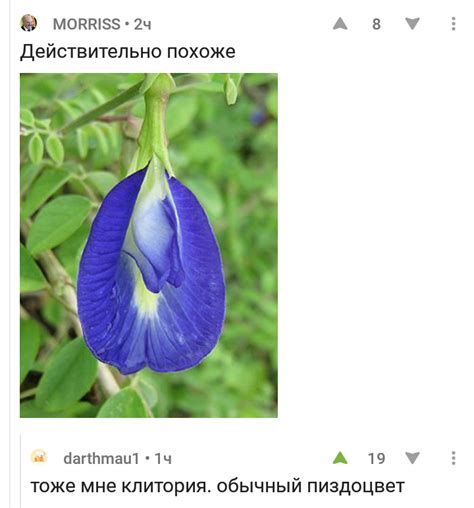 Клитория | Пикабу
