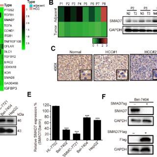 Tan IIA can regulate TGF β SMADs and Hippo YAP signaling pathway in