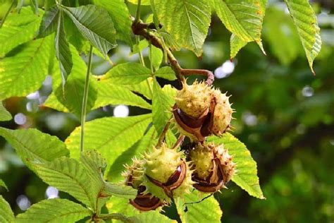 Extracto De La Nuez Del Casta O De Indias Inci Aesculus Hippocastanum