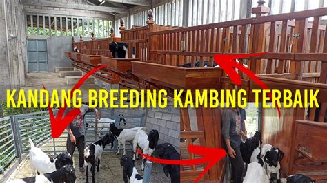 Kandang Breeding Kambing Pe Terbaik Jenis Jenis Kandang Kambing Dan