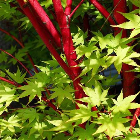 How To Grow Coral Bark Japanese Maples Gardener S Path Gardenerpath