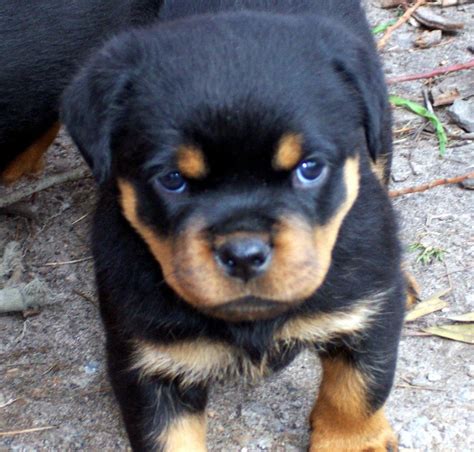 Rottweiler Puppies Von Zennith German Rottweiler Breeder