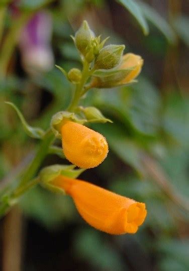 Eccremocarpus scaber photos : Chilean Glory Flower