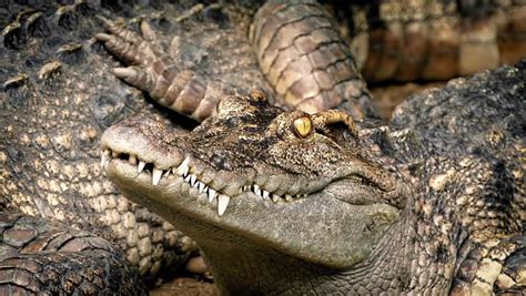 baby crocodile next mother Stock Footage Video (100% Royalty-free ...