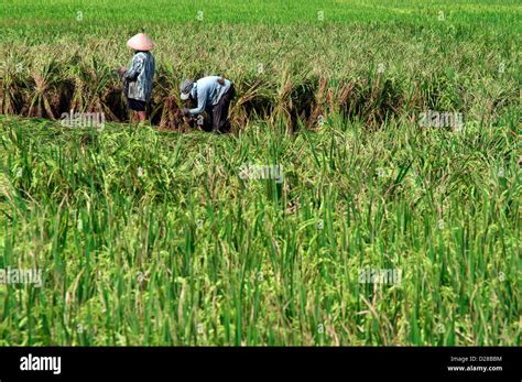 Gunung Gede Pangrango National Park Hi Res Stock Photography And Images