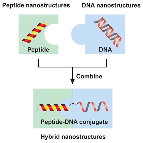 Peptide Dna Conjugates As Building Blocks For De Novo Design Of Hybrid