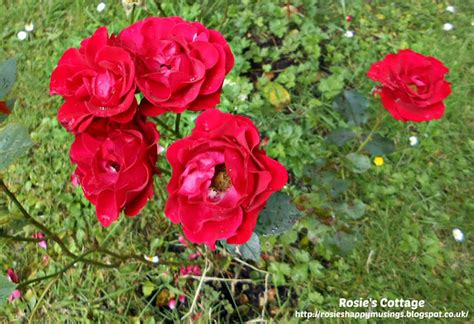 rosies cottage saturday smiles roses  adorable solar hearts