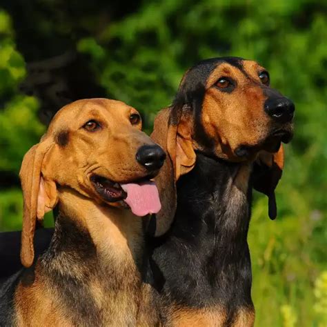 Chien Courant Italien Tout Savoir Sur Ce Chien De Chasse