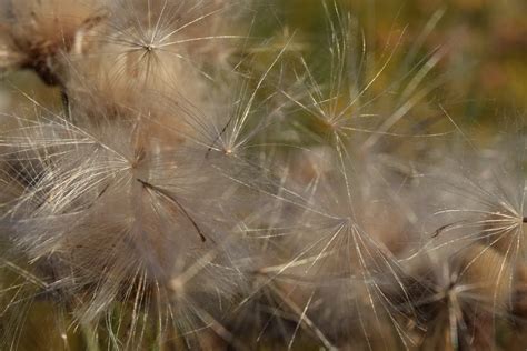 Fotos gratis naturaleza césped blanco campo cebada trigo luz de