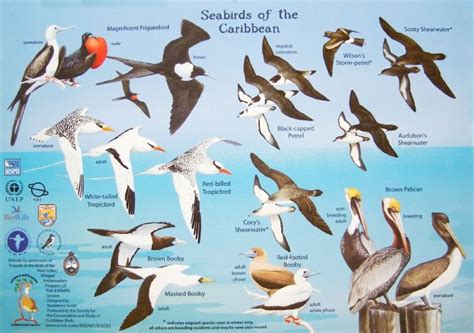 Sea Birds Sea Birds Frigatebird Bird Drawings