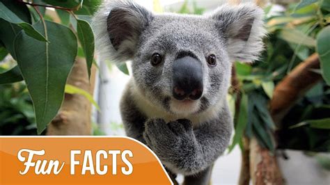 Fun Facts About Koalas Youtube