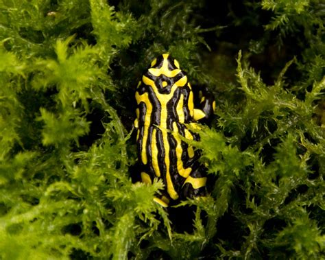 Corroboree Frog Appeal | Taronga Conservation Society Australia