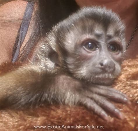 Capuchin Monkeys For Sale