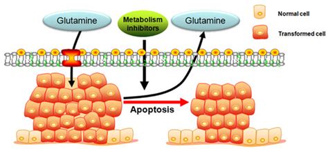 Ijms Free Full Text Targeting Glutamine Induces Apoptosis A Cancer