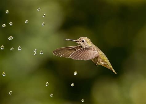 Spectacular Winning Photos Of The Bird Photographer Of The Year 2022