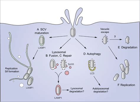 Salmonella‐containing Vacuoles Directing Traffic And Nesting To Grow Bakowski 2008