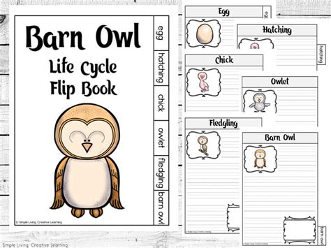 Owl Life Cycle Flip Books Simple Living Creative Learning