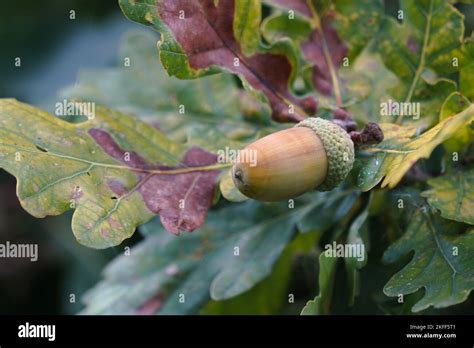 Acorns Autumn Fall On Leaf Oak Trees Ripe About To Fall