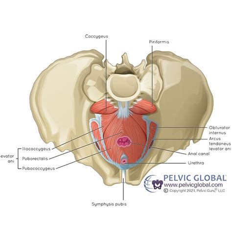 Male Pelvic Floor Dysfunction Barbelle Pelvic Rehab