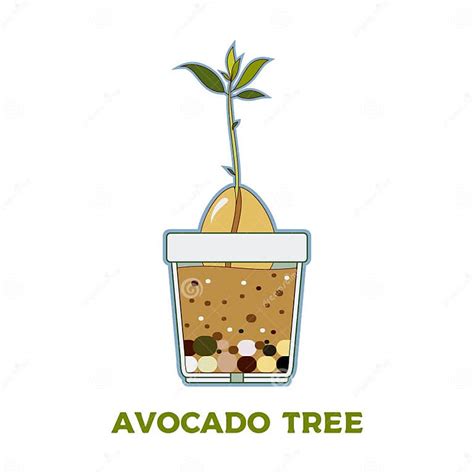 Avocado Tree Vector Growing Guide Poster Green Simple Instruction To