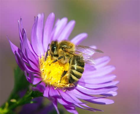 Abeja O Abeja De Miel Sentada En Flor Apis Mellifera Imagen De Archivo