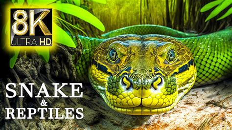 Snake And Reptiles Collection In 8k Video Ultra Hd Wildlife And Nature