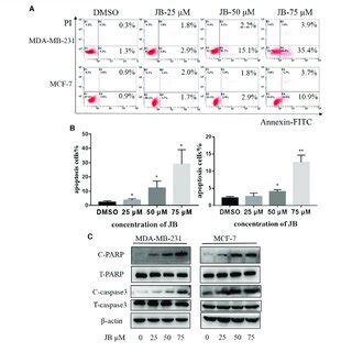 JB Induces Apoptosis In MDA MB 231 And MCF 7 Cell Lines Cells Were