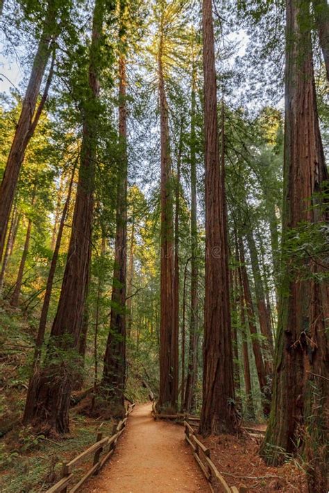 Hiking Trail Redwood Trees Forest Stock Image - Image of california ...