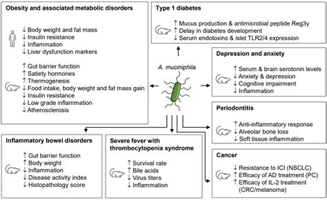 Mode Of Action Of Akkermansia Muciniphila In The Intestinal Dialogue