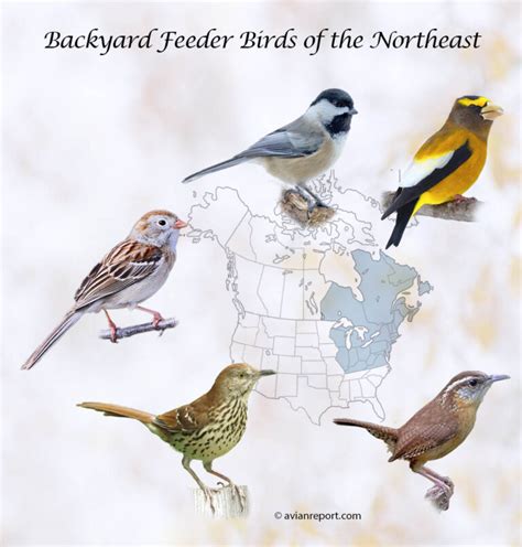 Backyard Feeders Birds Of The Northeast The Definitive Guide