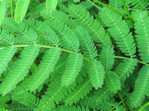 5 Hardy Ferns for your Garden - Backyard Boss