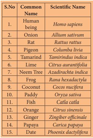 Binomial Nomenclature Examples