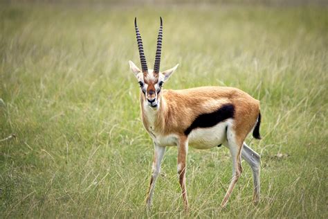 300,000+ Free Animals Gazelle & Gazelle Images - Pixabay