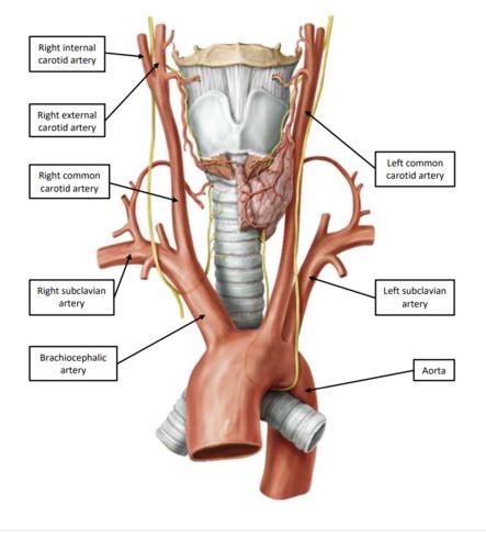 Vasculature Of The Head And Neck Flashcards Quizlet