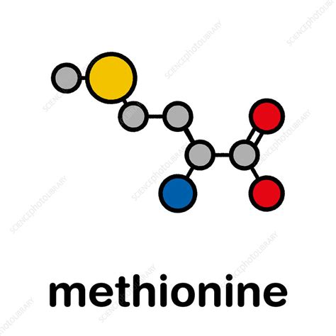 Methionine Amino Acid Molecule Illustration Stock Image F