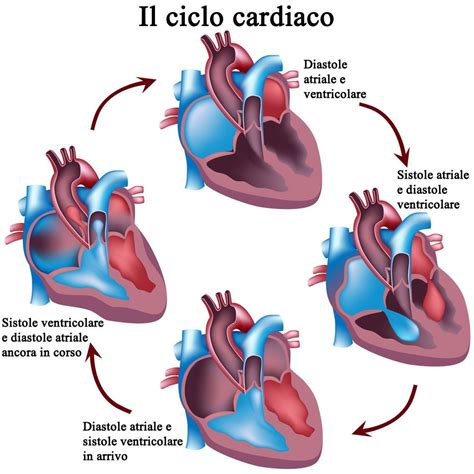 O Que Sistole E Diastole - Il ciclo cardiaco: sistole e diastole