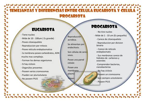 Diferencias Entre La Celula Procariota Y Eucariota Compartir Celular